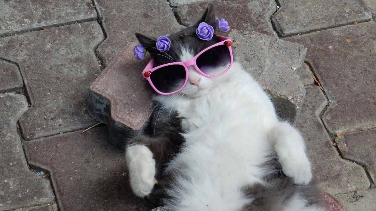sırt üstü yatan kedi