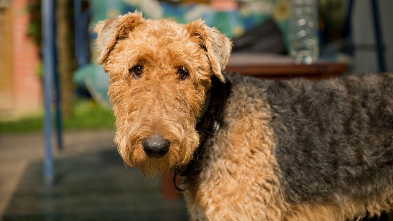 Airedale Terrier