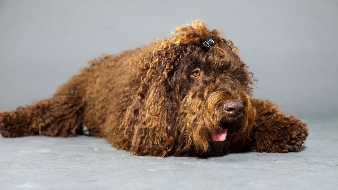 Barbet