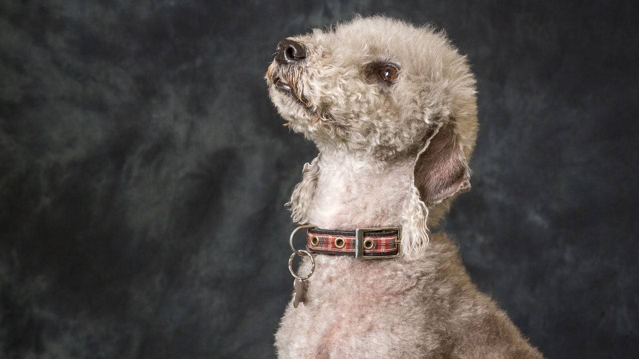Bedlington Terrier