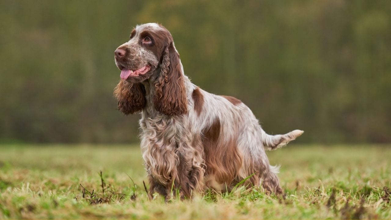 Cocker Spaniel