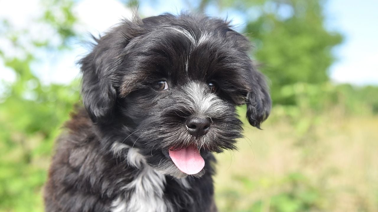 Havanese