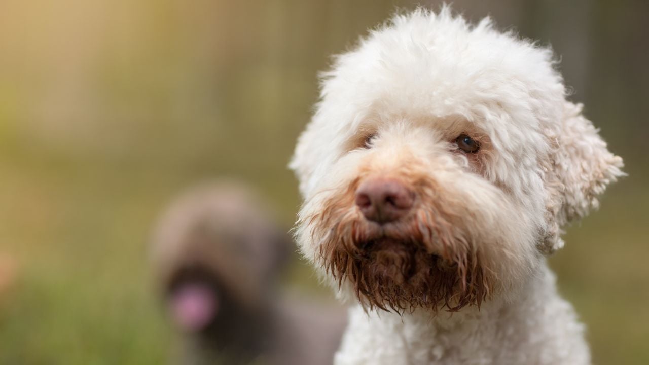 Lagotto Romagnolo