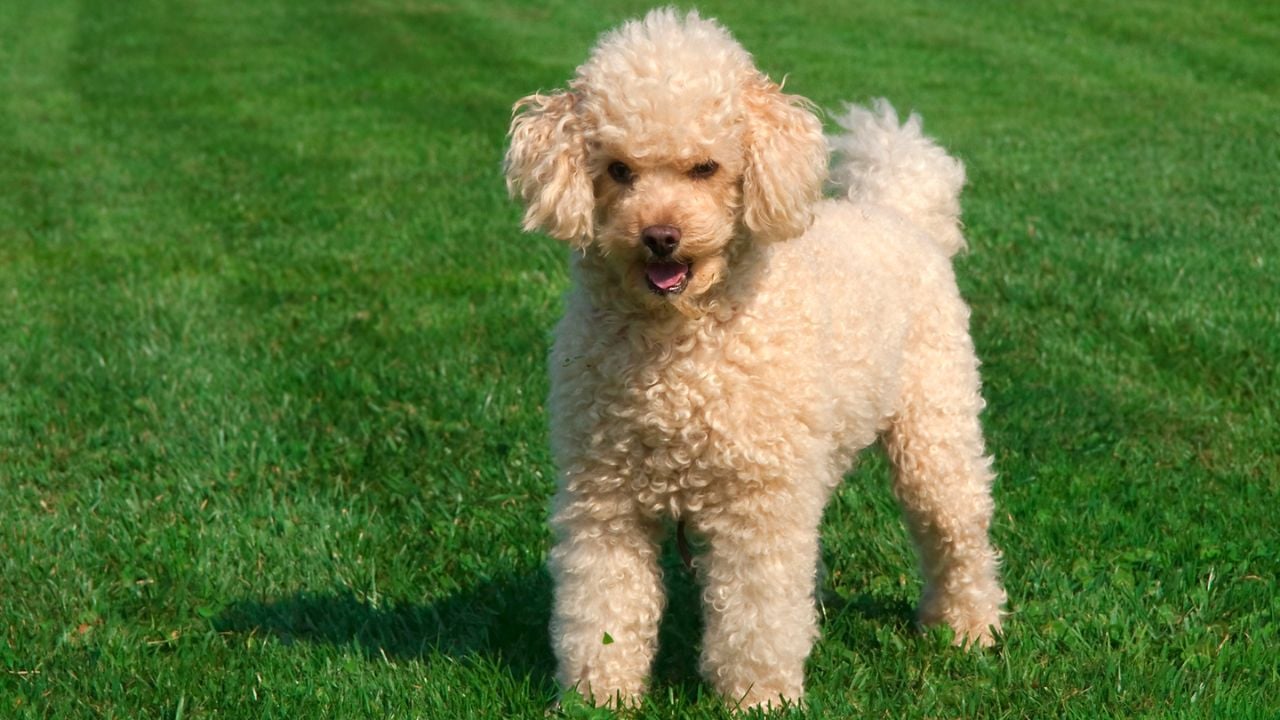 Poodle