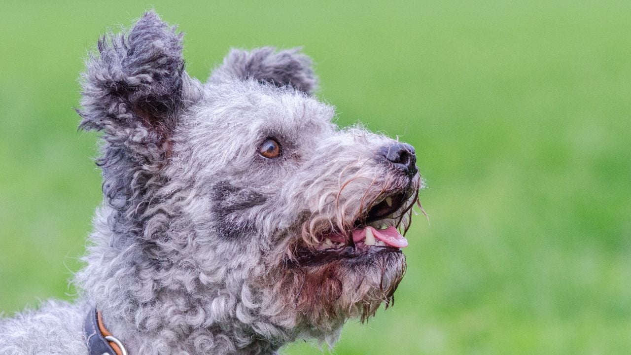 Pumi