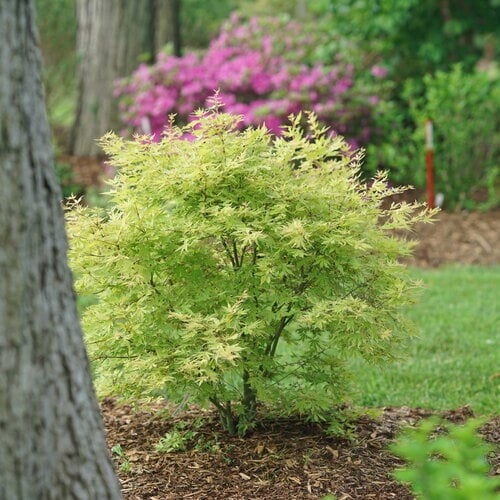 Visit Greenwood Nursery to find the right trees for sale online.