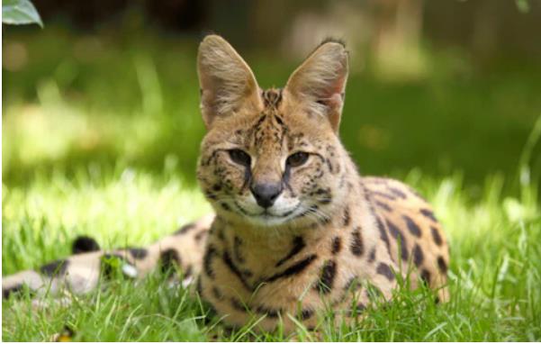 Top Exotic Pet Store in South Carolina for Rare Pets