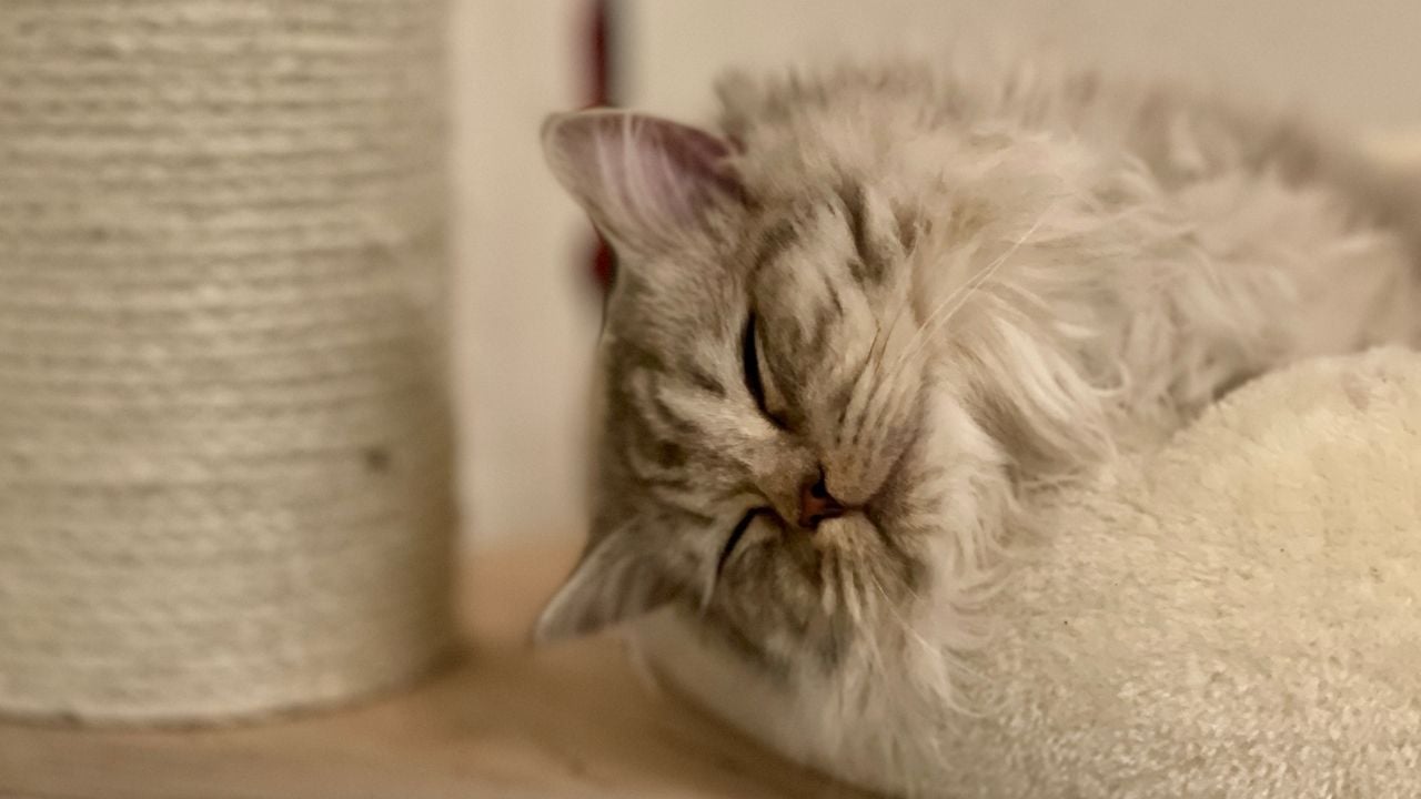 british longhair yatıyor