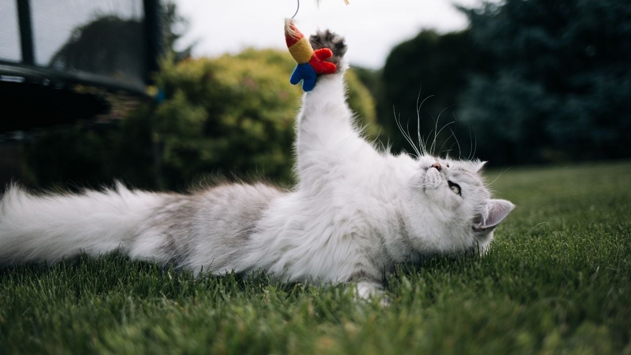 british longhair oyun oynuyor