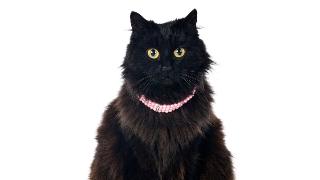 siyah British Longhair
