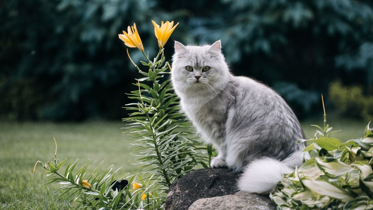 British Longhair ve çiçekler