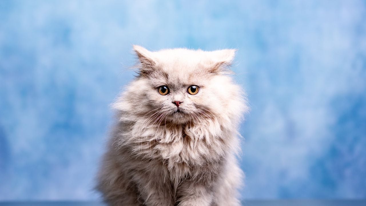 beyaz gri British Longhair
