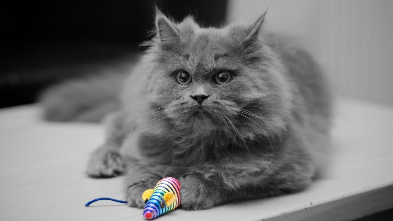 gri British Longhair
