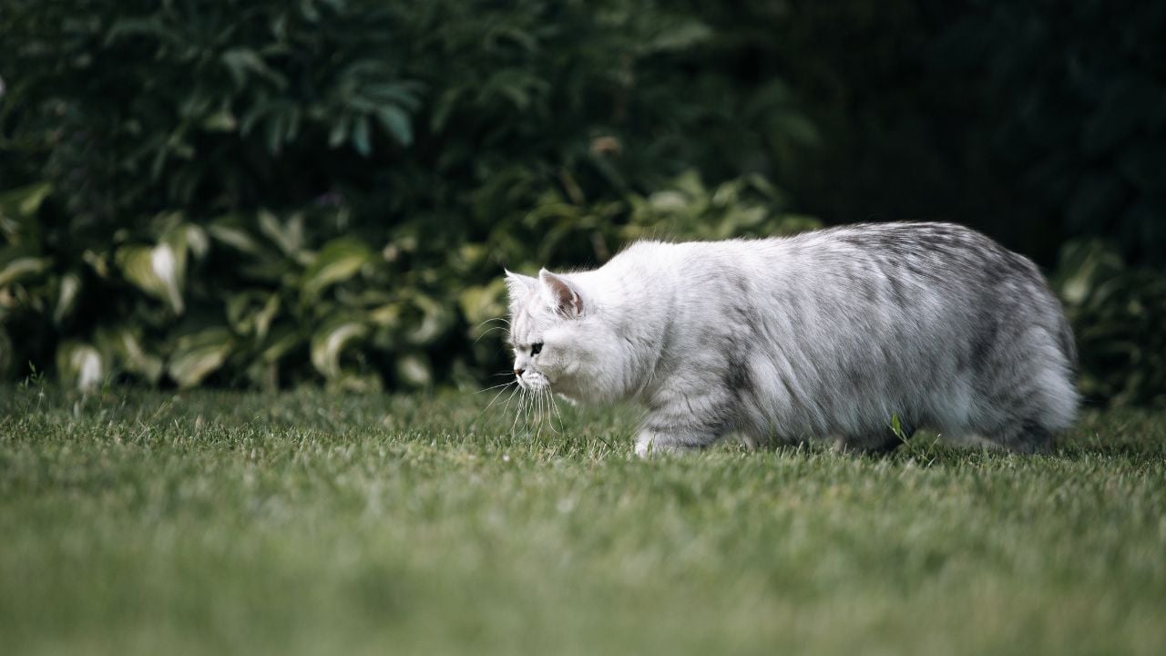 British Longhair yürüyor