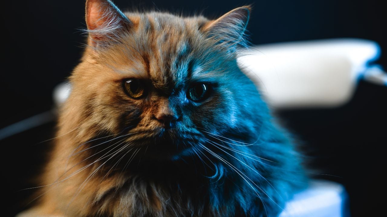 British Longhair yakın çekim