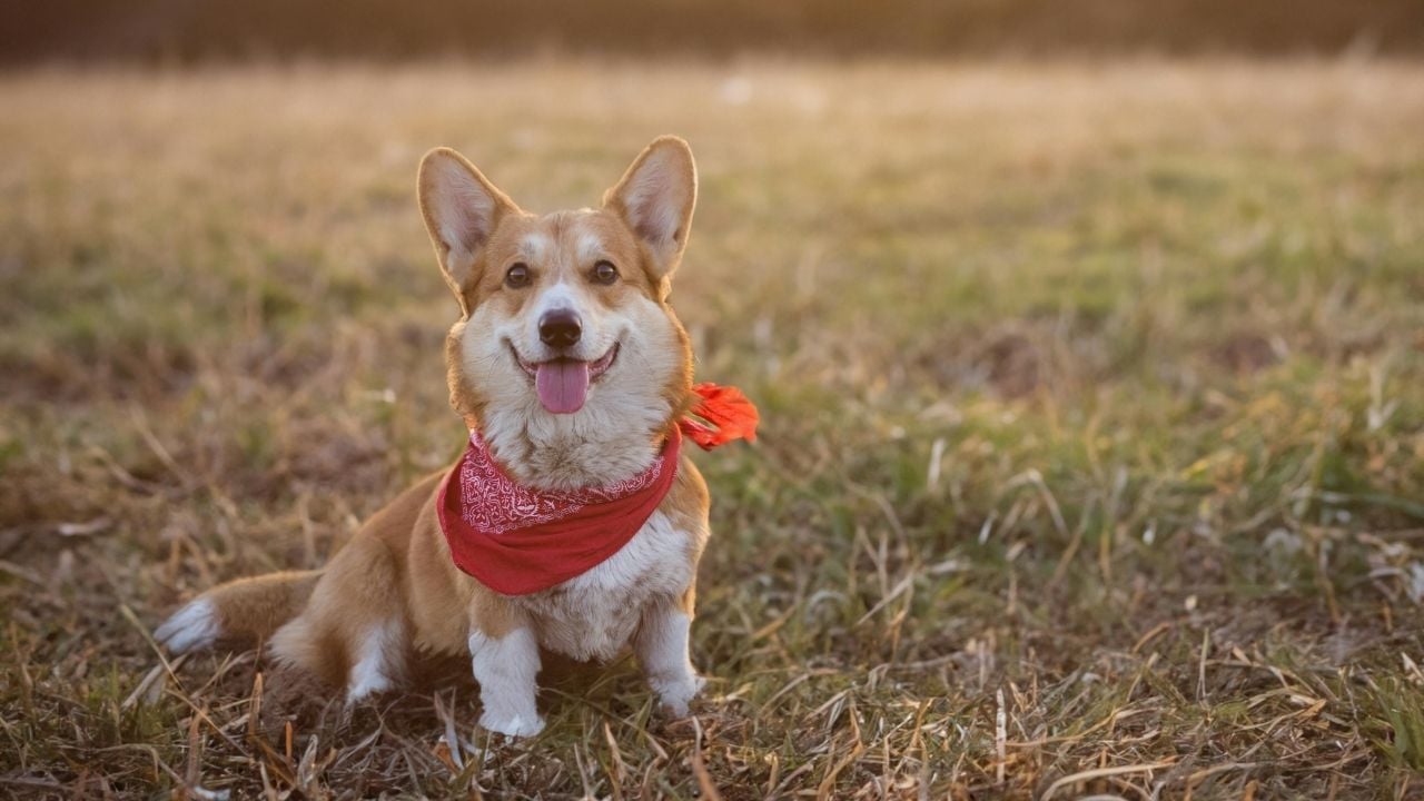 gülümseyen Cardigan Welsh Corgi