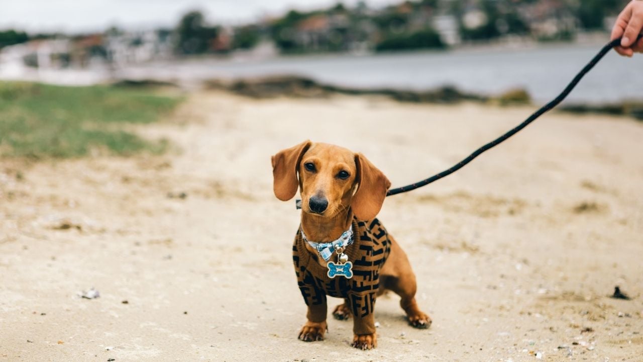 tasmalı Dachshund