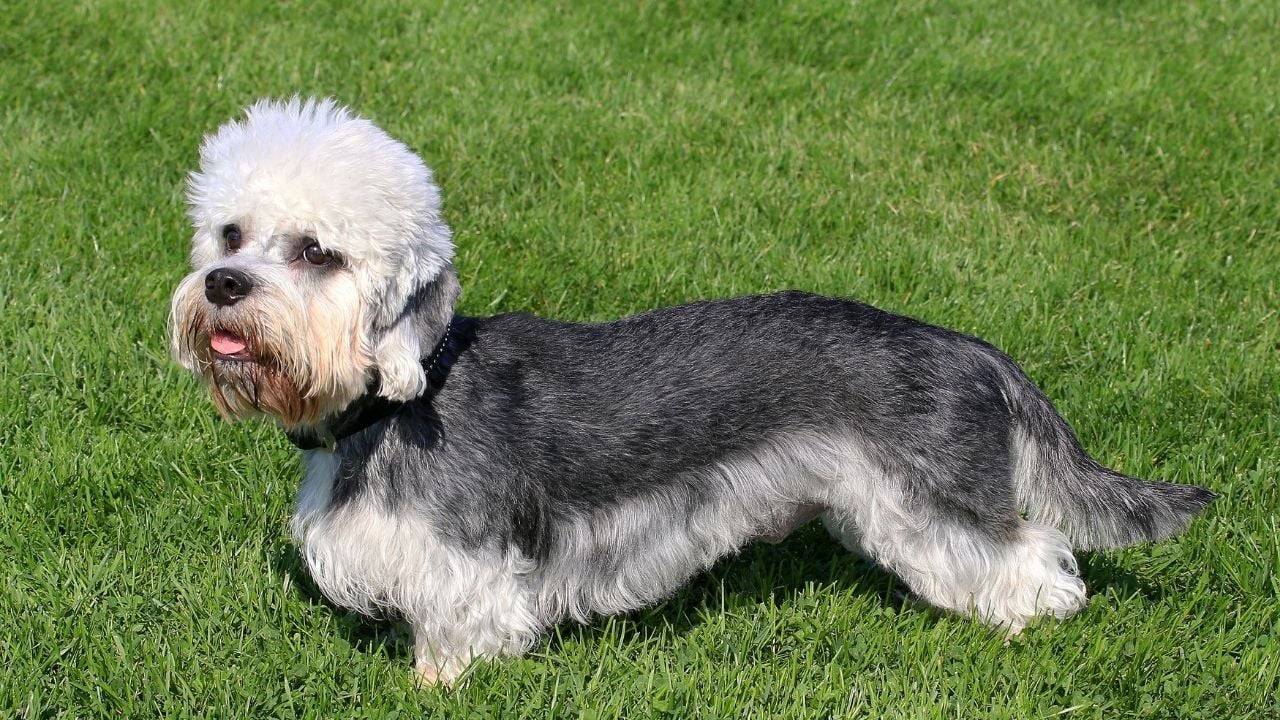 çimlerde Dandie Dinmont Terrier