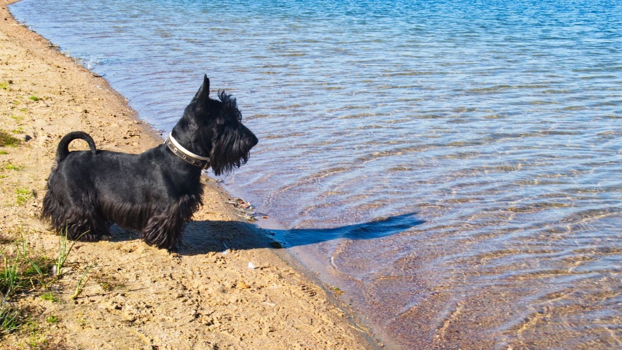 denize bakan İskoç Terrier