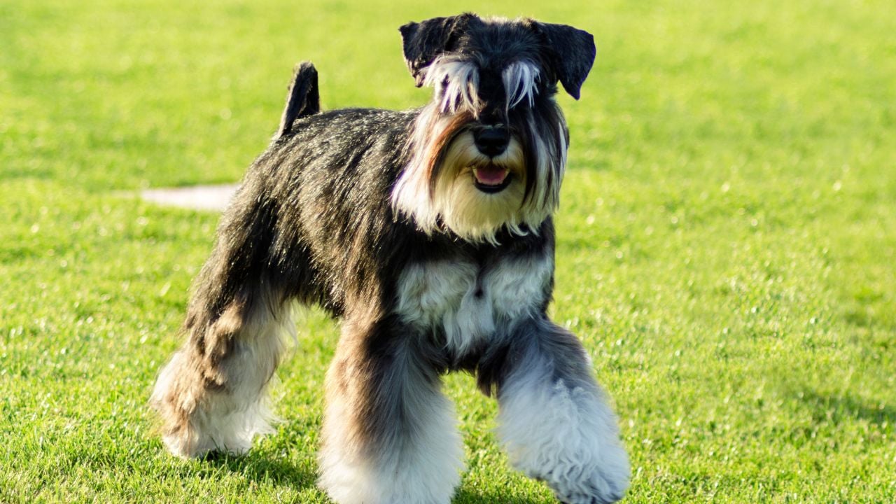 çimlerde Minyatür Schnauzer