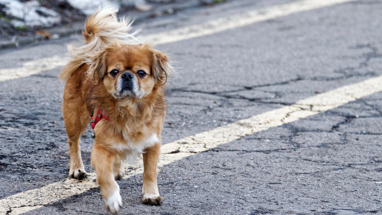 Tibet Spaniel