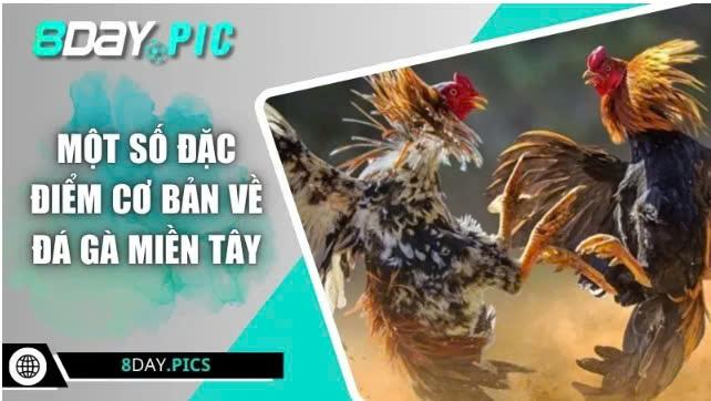 Đá gà miền Tây trên nền tảng số – Xu hướng mới thời 4.0