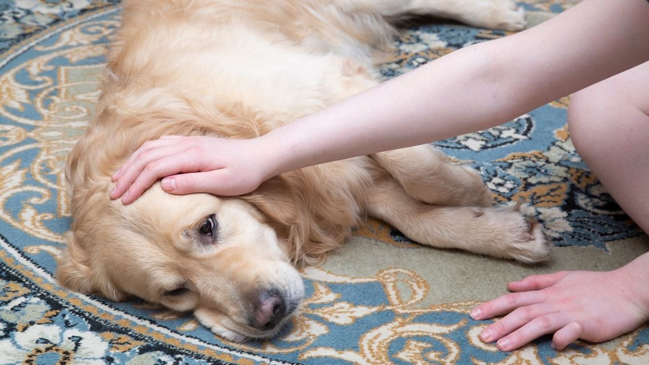 hasta bir golden köpek