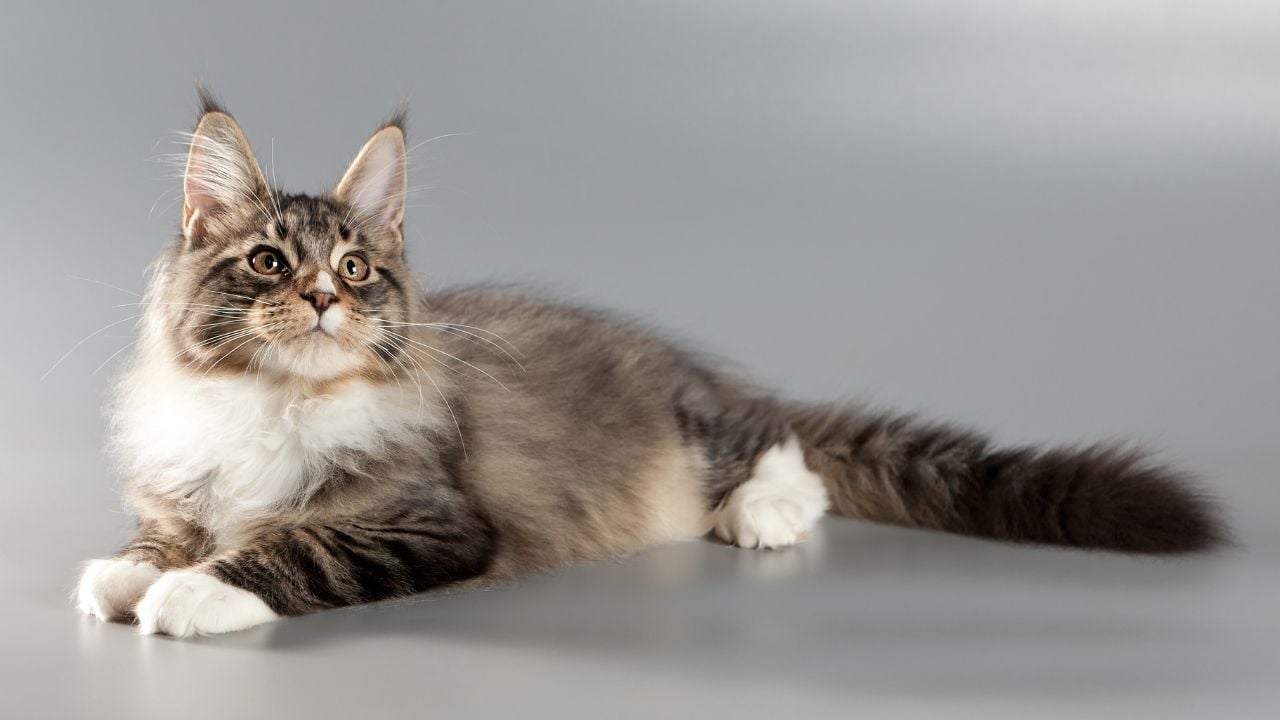 beyaz patili Maine Coon Kedisi