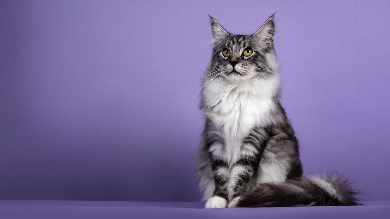 gri beyaz Maine Coon Kedisi