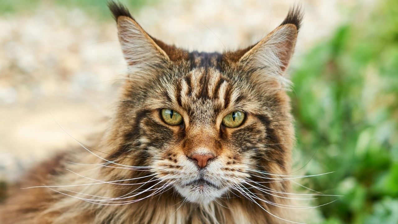 tekir desenli Maine Coon Kedisi