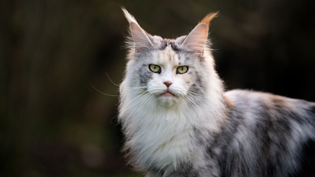 yeşil gözlü Maine Coon Kedisi