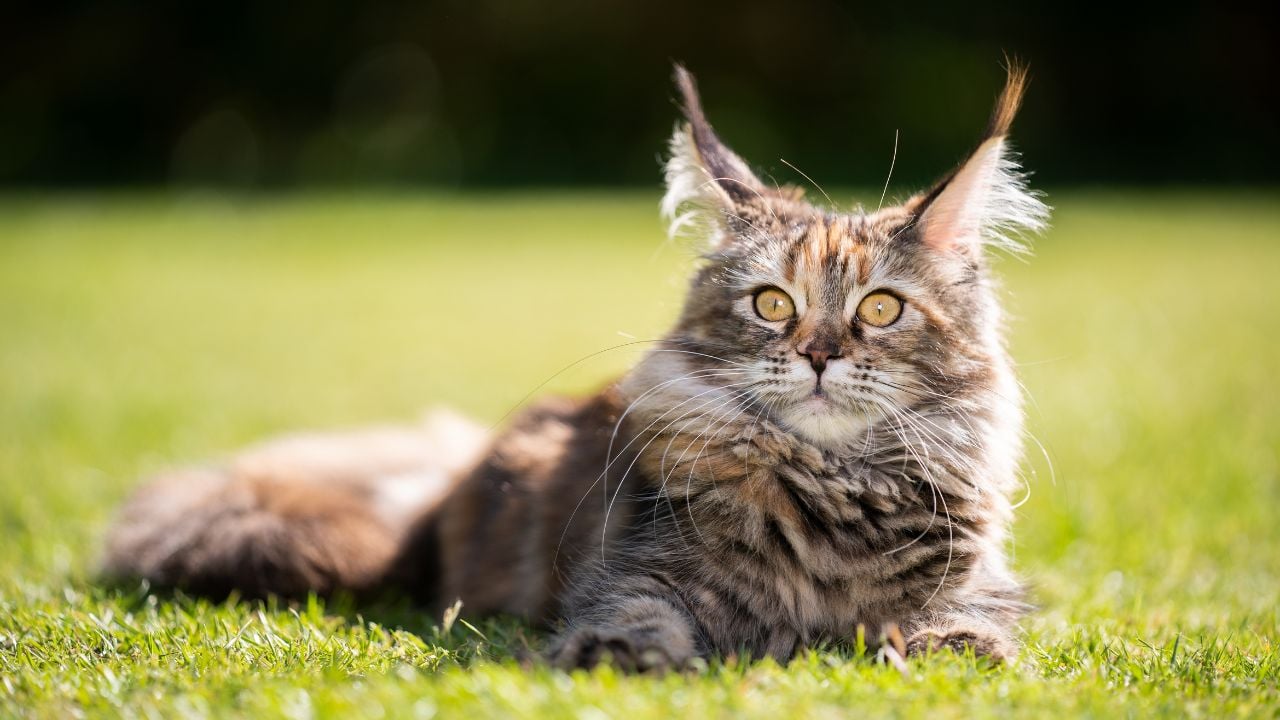 çimende yatan Maine Coon Kedisi