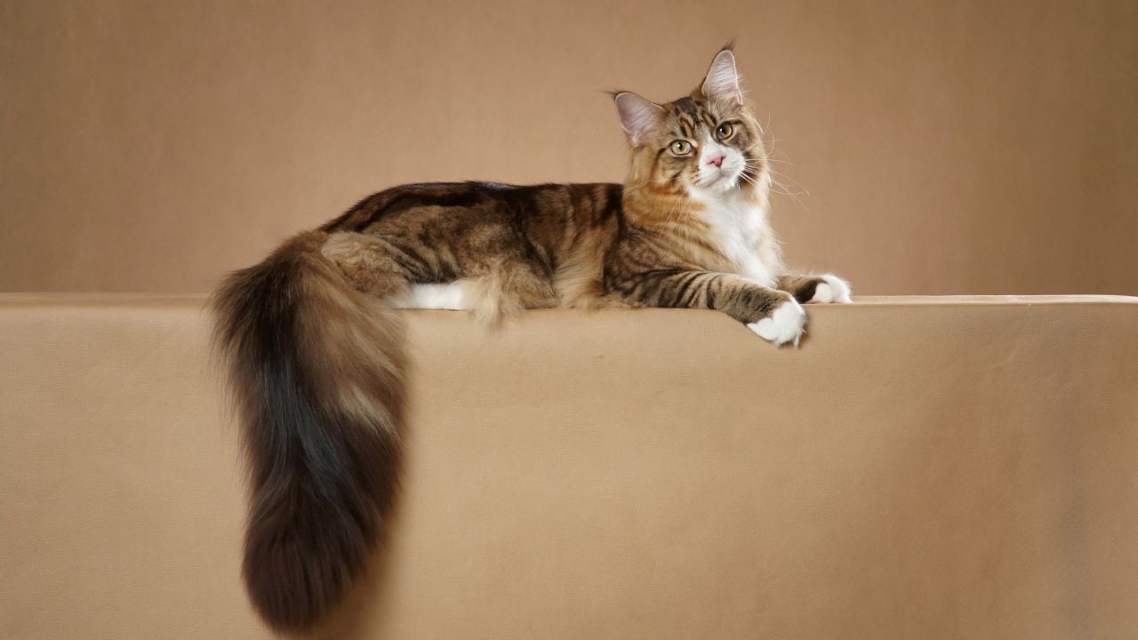 kabarık kuyruklu Maine Coon Kedisi