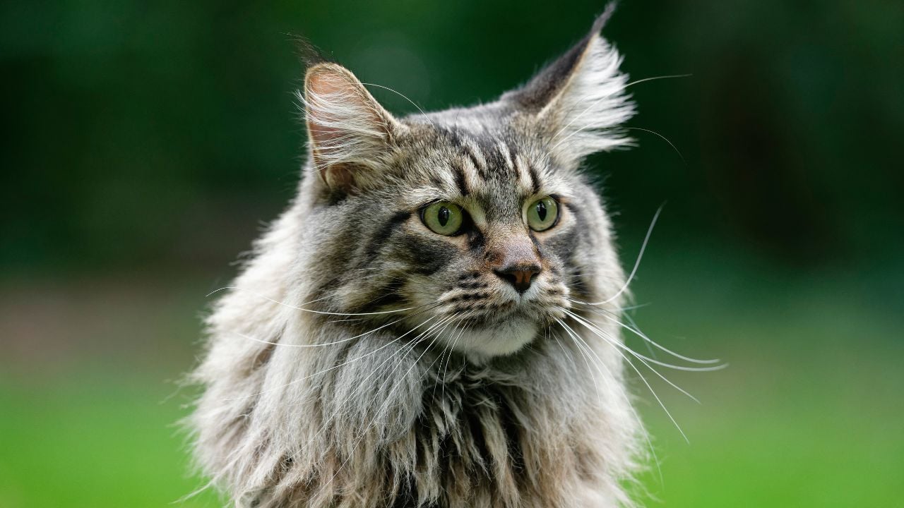tekir Maine Coon Kedisi