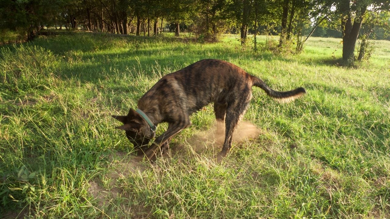 köpek toprağı kazıyor