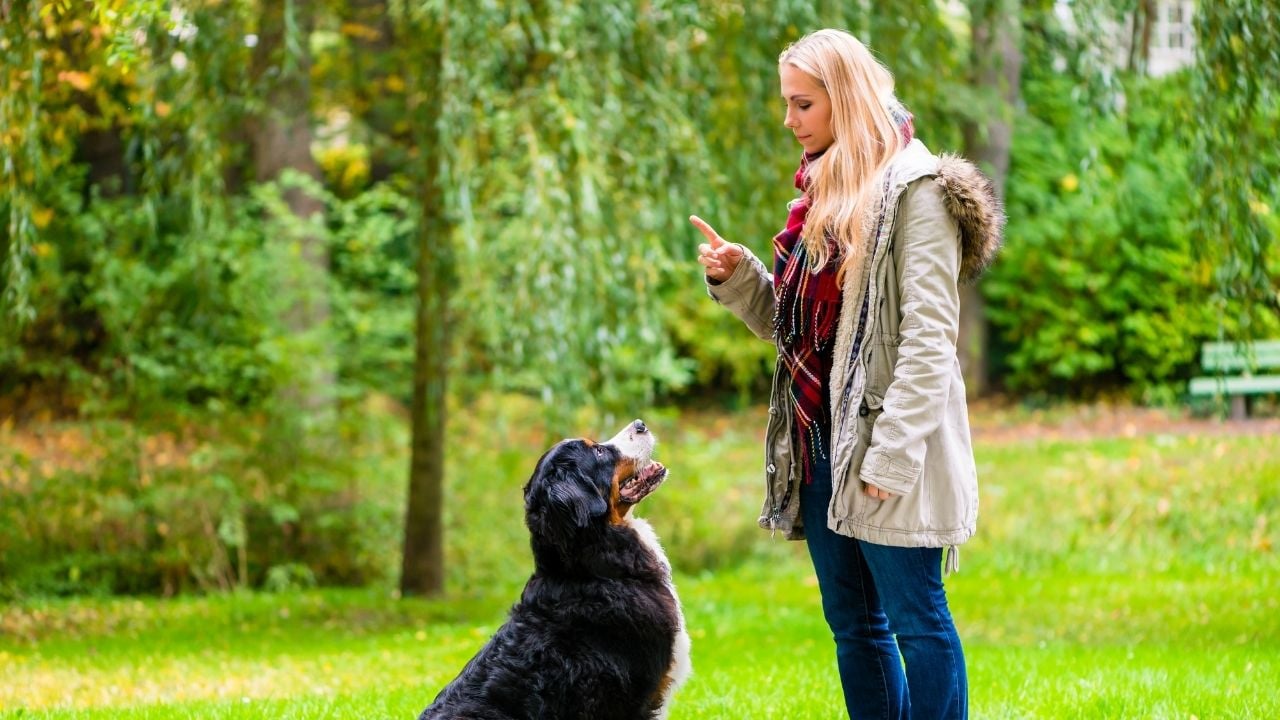 sahibi köpeğini eğitiyor
