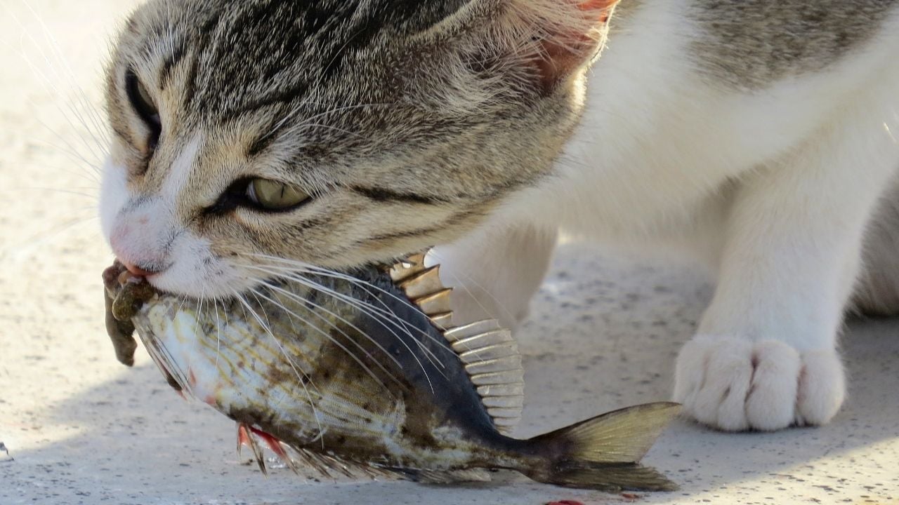 balık yiyen bir kedi