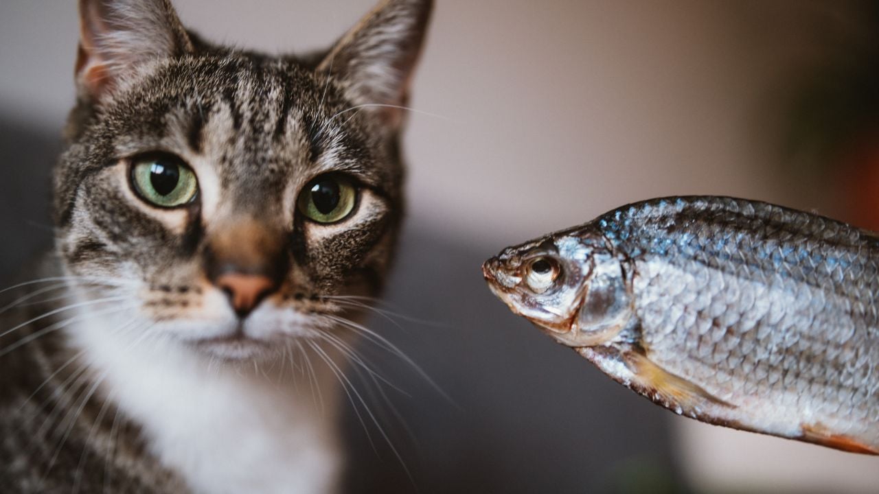 tekir kedi ve balık