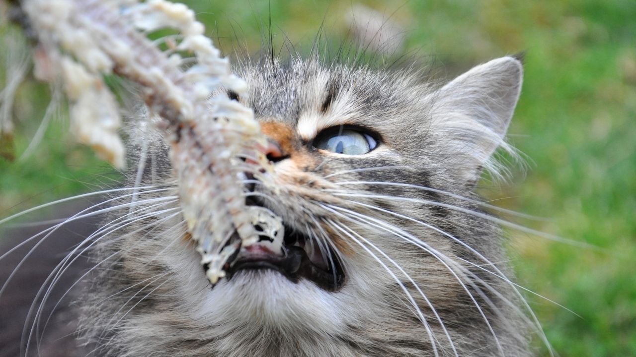 balık kılçığı yiyen kedi