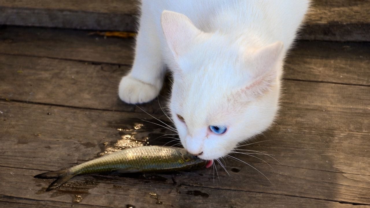 beyaz kedi balık yiyor