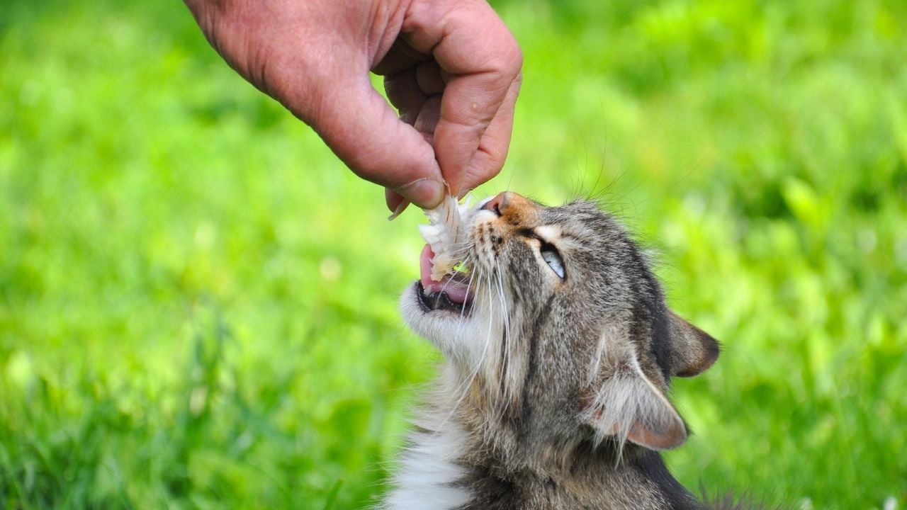 balık verilen bir kedi