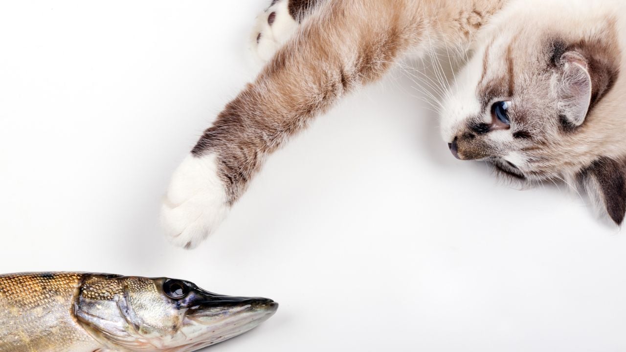 balığa uzanmaya çalışan bir kedi
