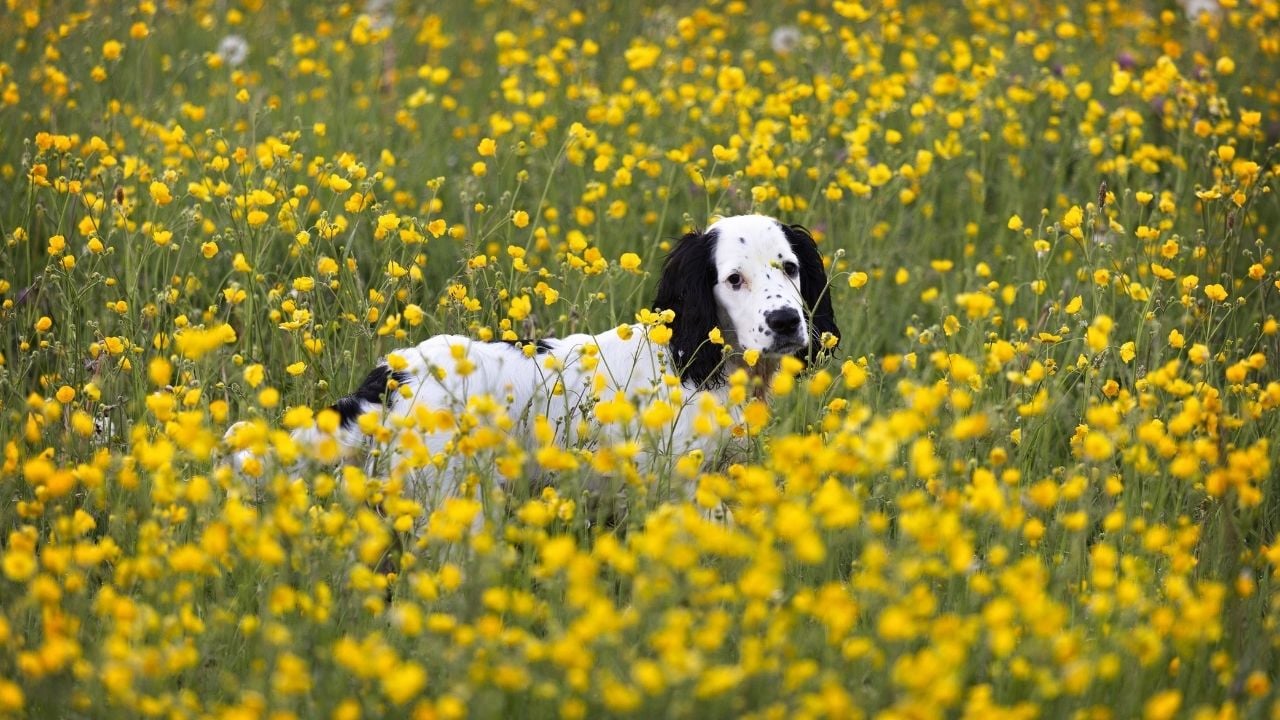 benekli Cocker Spaniel