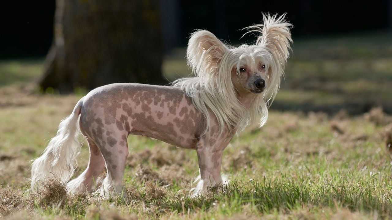 benekli Çin Tepeli Köpeği