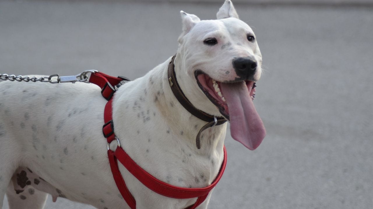 benekli Dogo Arjantin