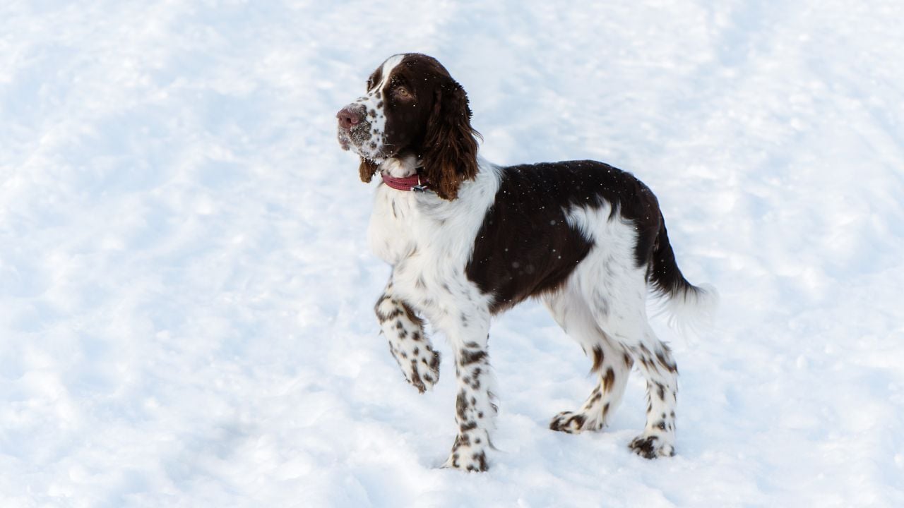 benekli İngiliz Springer Spaniel