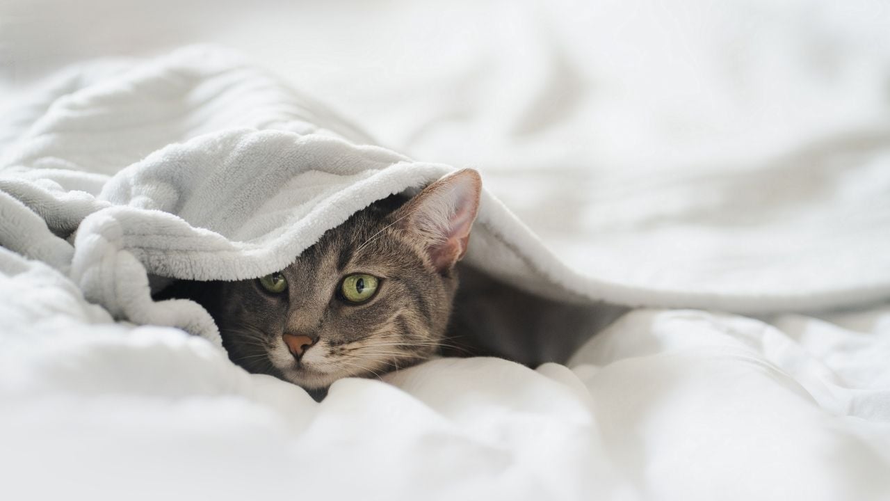 yatakta saklanan bir kedi