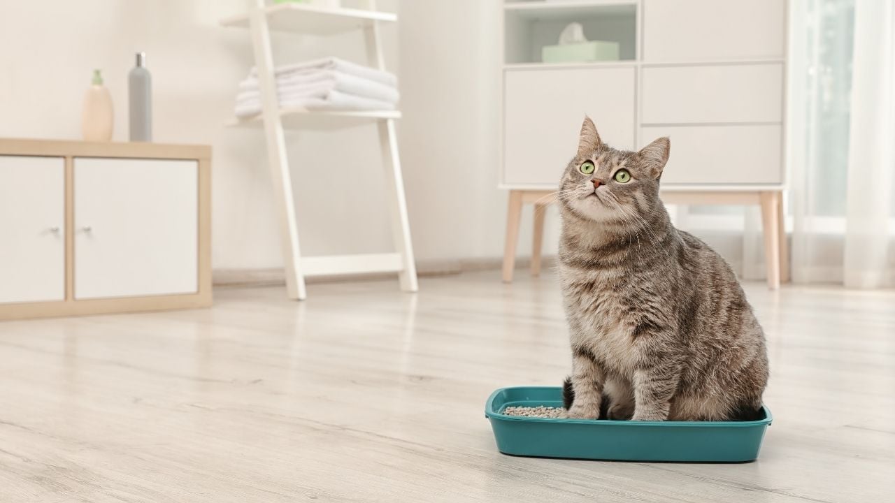 kedi, kedi kumunda