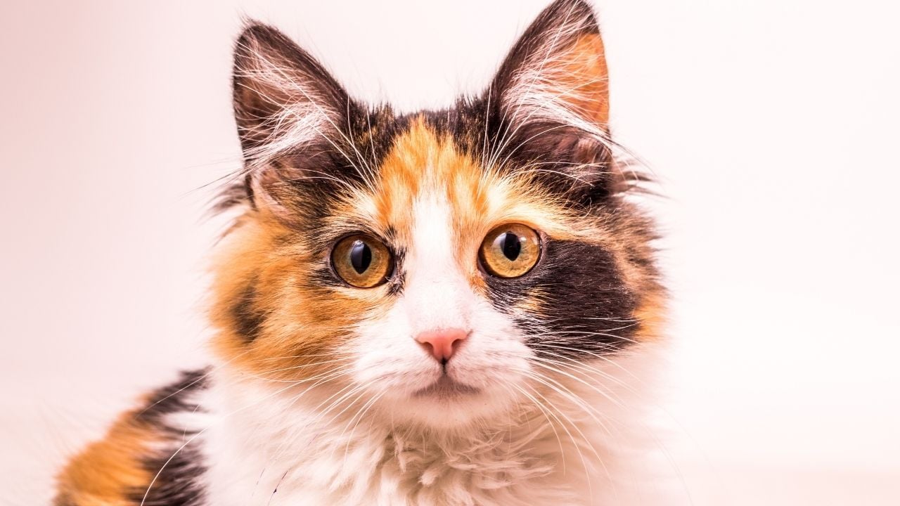 calico kedi