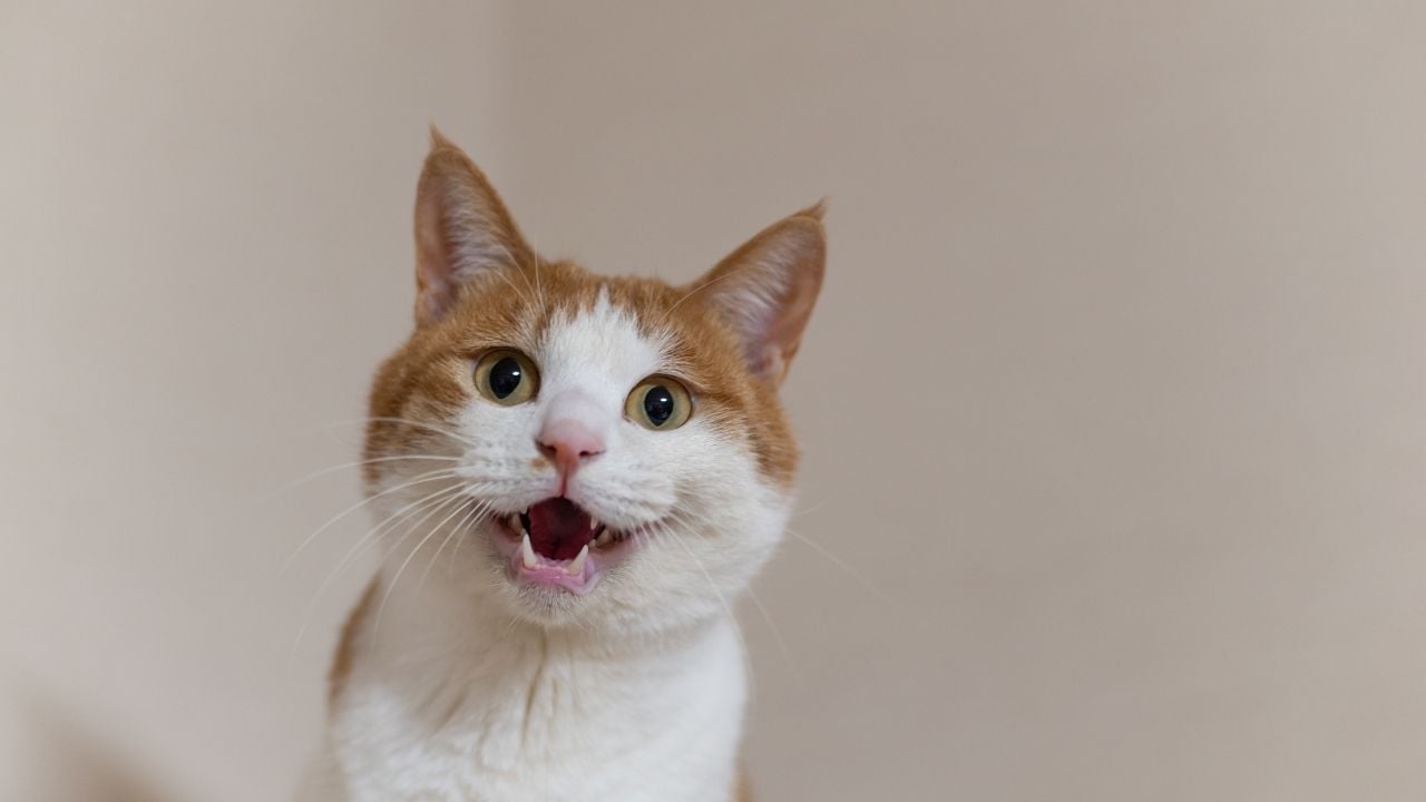 komik sarman kedi